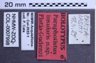 Etiketten zu Paraphotistus insularis (NHMW-ZOO-COL-0007998)